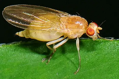 Lauxaniidae (Macquart 1835) Lauxaniidae (Macquart 1835)