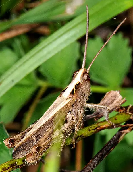 Acrididae (MacLeay 1819) Acrididae (MacLeay 1819)
