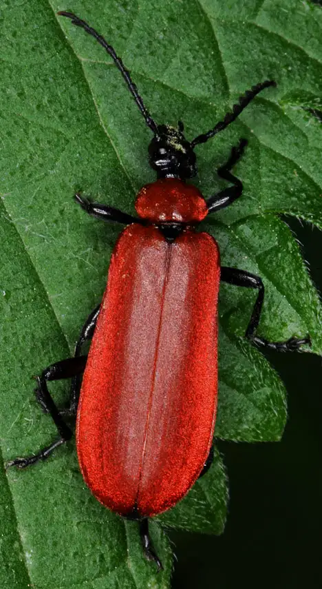 Pyrochroidae (Latreille 1807) Pyrochroidae (Latreille 1807)