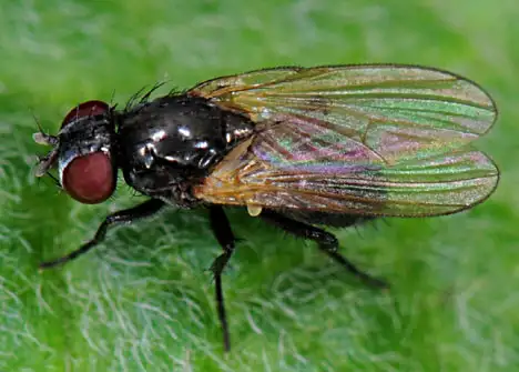 Fly - Brachycera