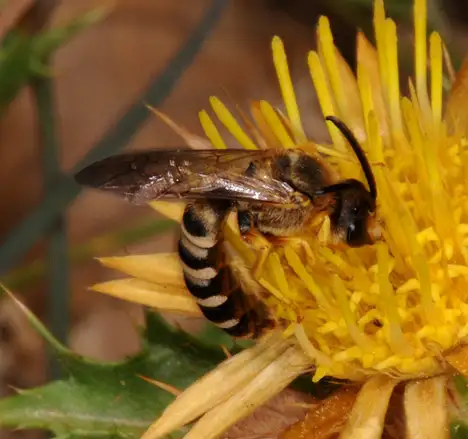 Halictinae (Thomson 1869) Halictinae (Thomson 1869)