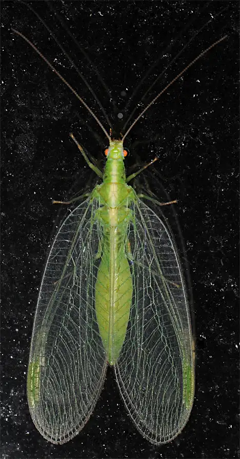 Chrysopidae (Schneider 1851)