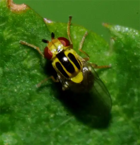 Chloropidae (Schoenherr 1840) Chloropidae (Schoenherr 1840)