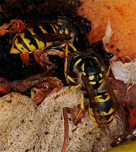 German Wasps