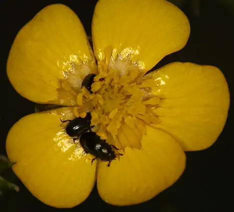 Nitidulidae (Latreille 1802) Nitidulidae (Latreille 1802)