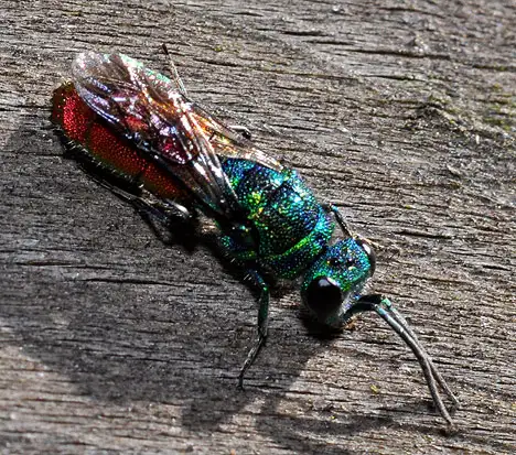 Chrysididae (Latreille 1802) Chrysididae (Latreille 1802)