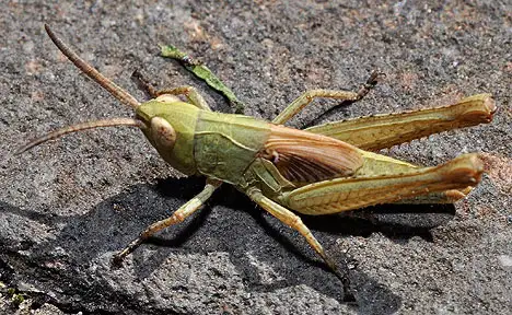 Gomphocerinae (Fieber 1853)