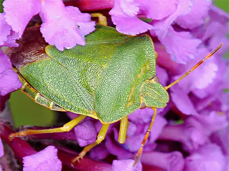 Green shield bug - Palomena prasina