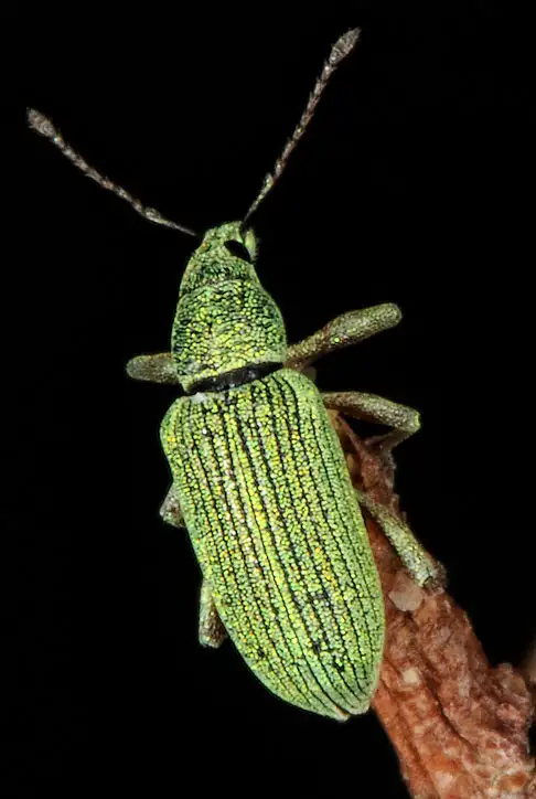 Phyllobius (Germar 1824)