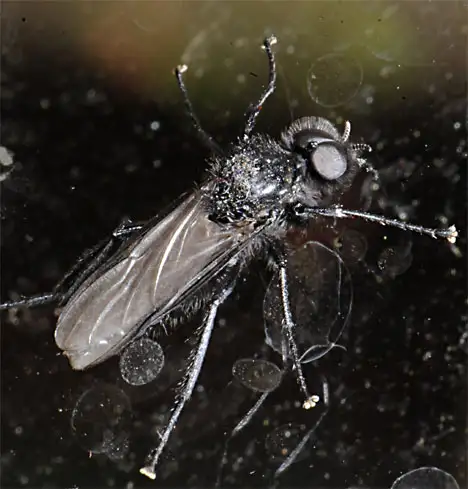 Bibionidae (Fleming 1821) Bibionidae (Fleming 1821)