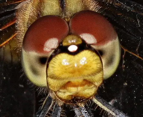 Head of a dragonfly