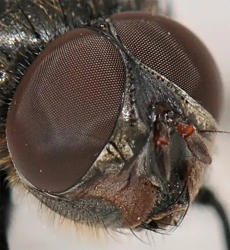Diptera - Head of fly with facets eyes Diptera - Head of fly with facets eyes