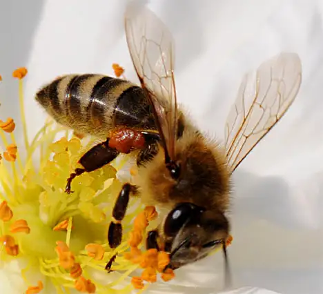 Honey bee with pollen on hind-legs