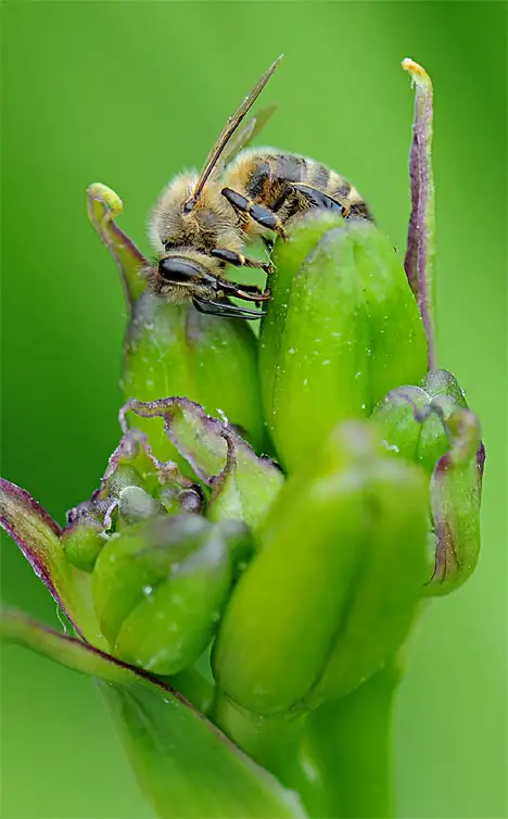 Honeybee on a flower