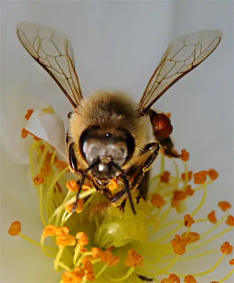 Apis (Linnaeus 1758) Apis (Linnaeus 1758)