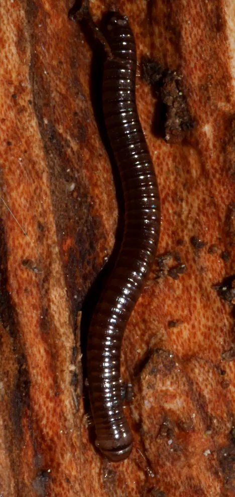 Julus scandinavius Latzel, 1884 Julus scandinavius Latzel, 1884