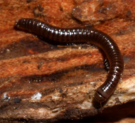 Julus scandinavius Julus scandinavius