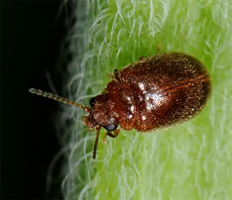 Coleoptera (Linnaeus 1758) Coleoptera (Linnaeus 1758)