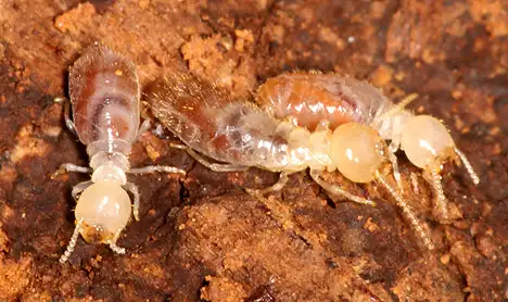 Kalotermitidae - Drywood termites