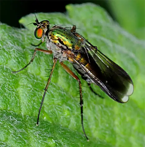 Dolichopodidae (Latreille 1809)
