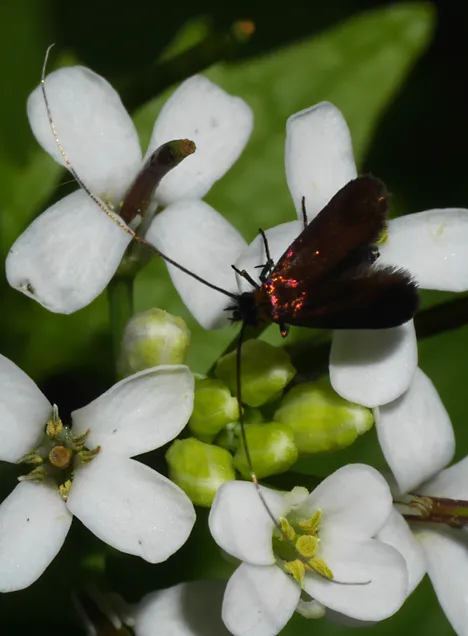 Adelidae (Bruand 1851) Adelidae (Bruand 1851)