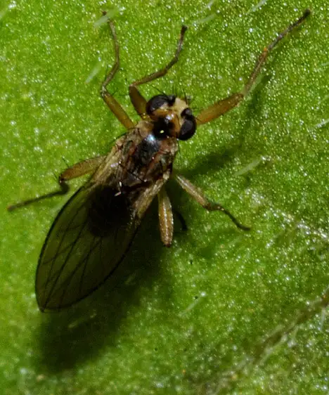 Lonchopteridae (Curtis 1839) Lonchopteridae (Curtis 1839)