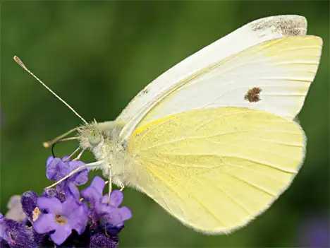 Large White - Pieris brassicae