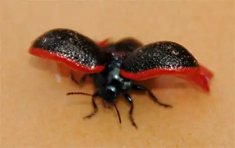 Leaf beetle of Lanzarote