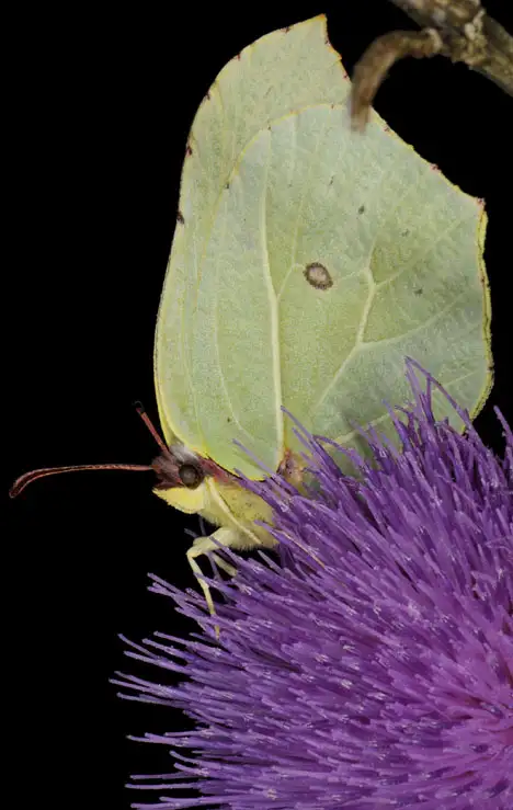 Lepidoptera