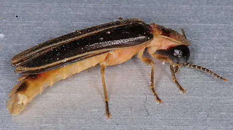 Lampyridae (Latreille 1817) Lampyridae (Latreille 1817)