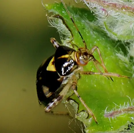 Liocoris tripustulatus