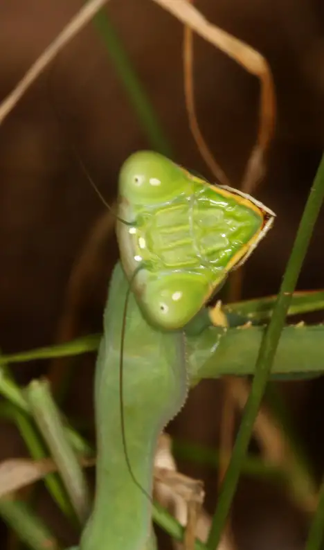 Mantis religiosa - Face