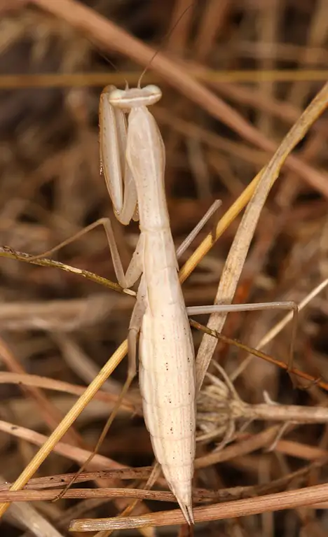 Mantis religiosa - young animal
