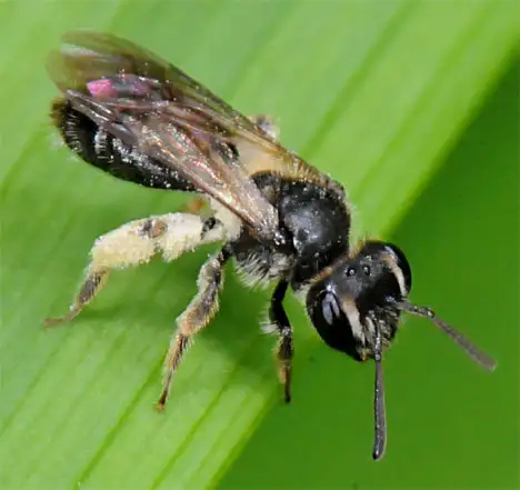 Mason Bee