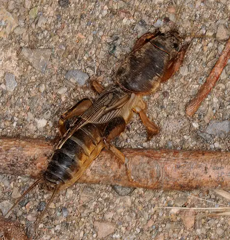 Grylloidea (Laicharding 1781) Grylloidea (Laicharding 1781)