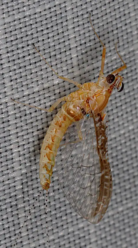 Mayfly - Ephemeroptera - side face