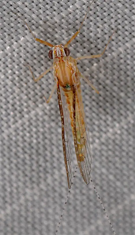 Mayfly - Ephemeroptera