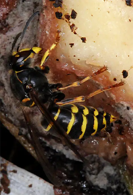 Median wasp - Dolichovespula media - European Wasp