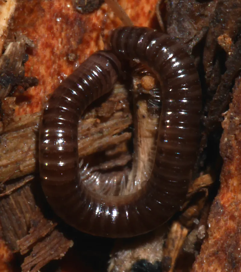 Millipede - Julus scandinavius - Julidae Millipede - Julus scandinavius - Julidae
