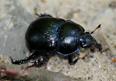 Geotrupidae (Latreille 1802) Geotrupidae (Latreille 1802)