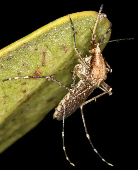 Mosquito - Nematocera