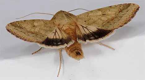 Moth-butterfly - Cotton Bollworm