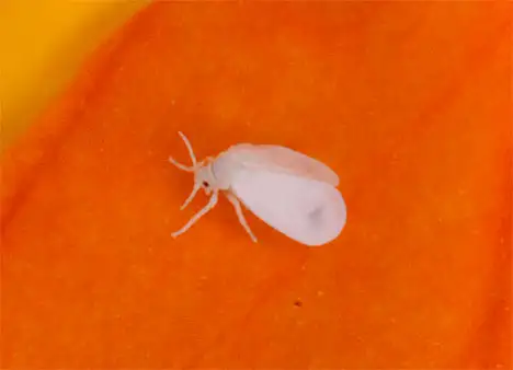 Aleyrodoidea (Westwood 1840)