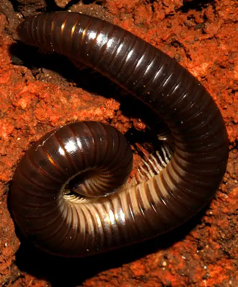 Myriapod - Myriapoda
