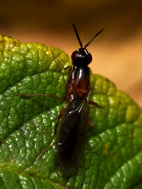 Psilidae (Macquart 1835) Psilidae (Macquart 1835)