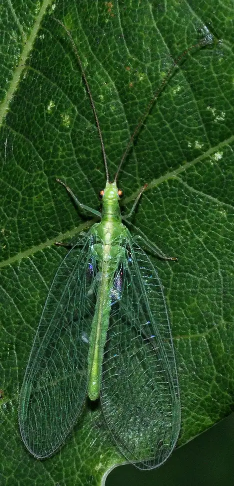 Net-winged insect - Neuroptera Net-winged insect - Neuroptera