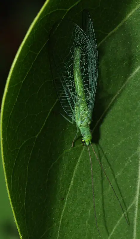 Neuroptera - Net-winged insects hiding under a leaf Neuroptera - Net-winged insects hiding under a leaf