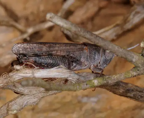 Oedipodinae (Walker 1871) Oedipodinae (Walker 1871)