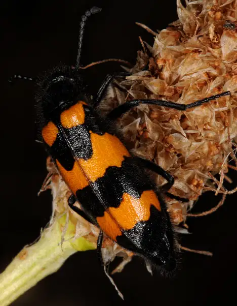 Meloidae (Gyllenhal 1810) Meloidae (Gyllenhal 1810)