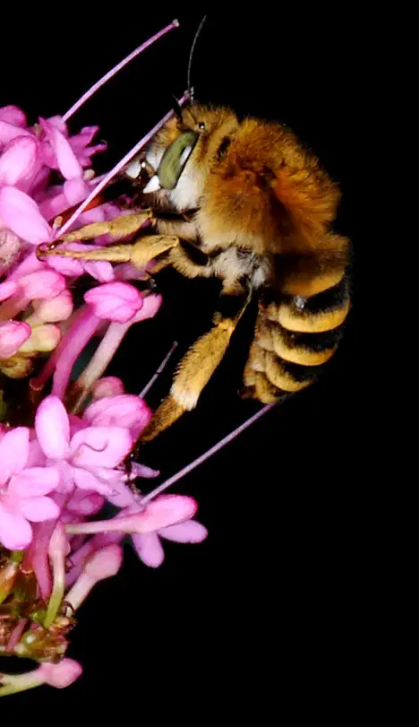 Anthophorini (Dahlbom 1835) Anthophorini (Dahlbom 1835)